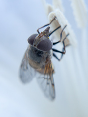 Copestylum haagii