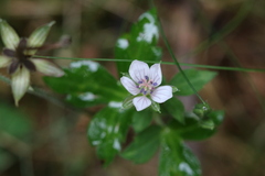 Geranium thunbergii