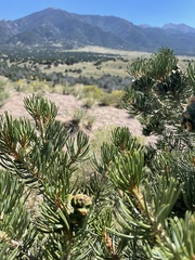 Pinus edulis