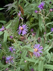 Canadanthus modestus