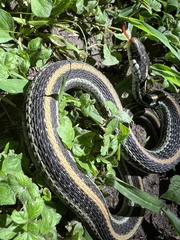 Thamnophis sirtalis annectens