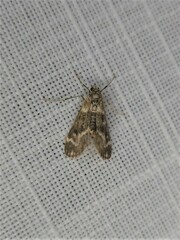 Hygraula nitens