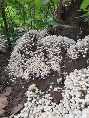 Termitomyces microcarpus