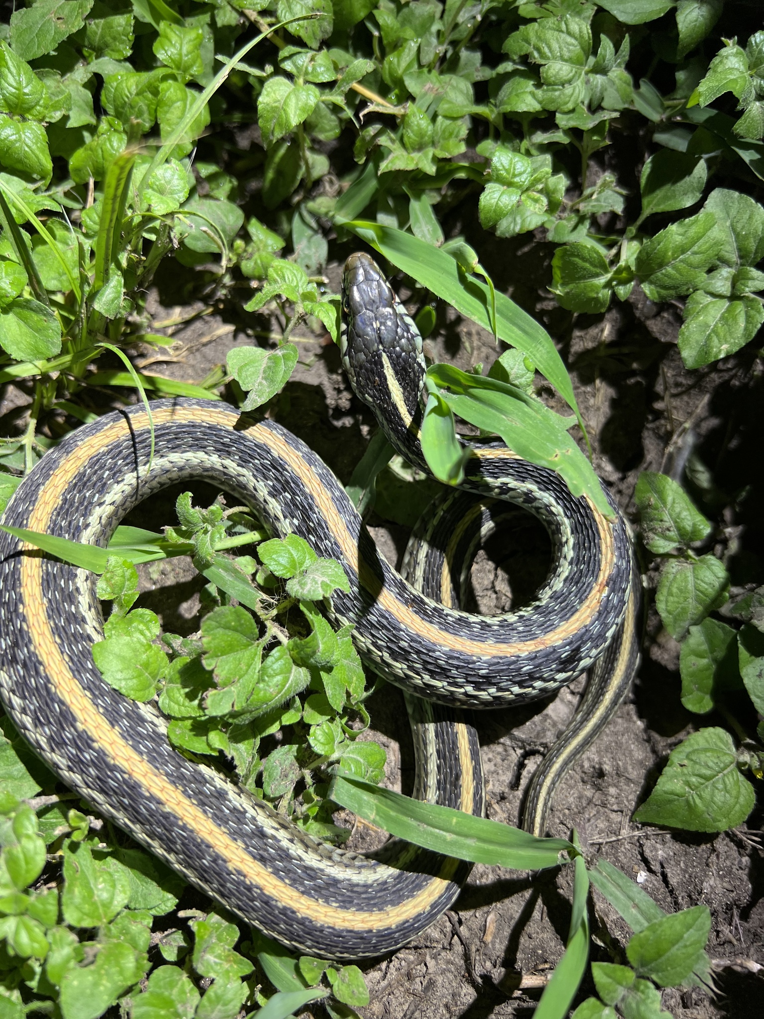 Thamnophis sirtalis annectens Brown, 1950