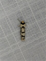 Scaptesyle dichotoma