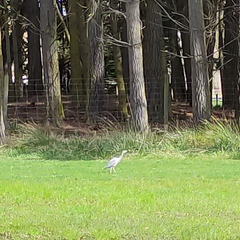 Egretta novaehollandiae novaehollandiae