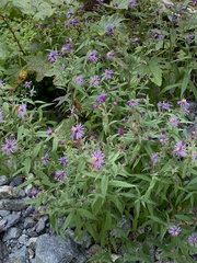 Canadanthus modestus