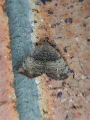 Chrysolarentia mecynata