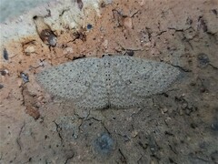 Poecilasthena anthodes