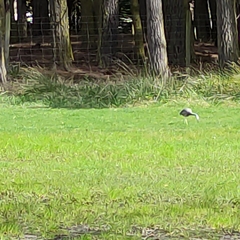 Egretta novaehollandiae novaehollandiae