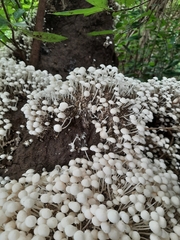 Termitomyces microcarpus