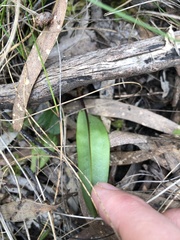 Cryptostylis subulata