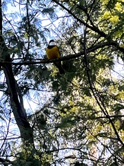 Pachycephala pectoralis