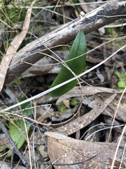 Cryptostylis subulata
