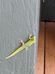 Phelsuma laticauda laticauda