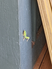 Phelsuma laticauda laticauda
