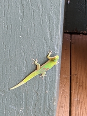 Phelsuma laticauda laticauda