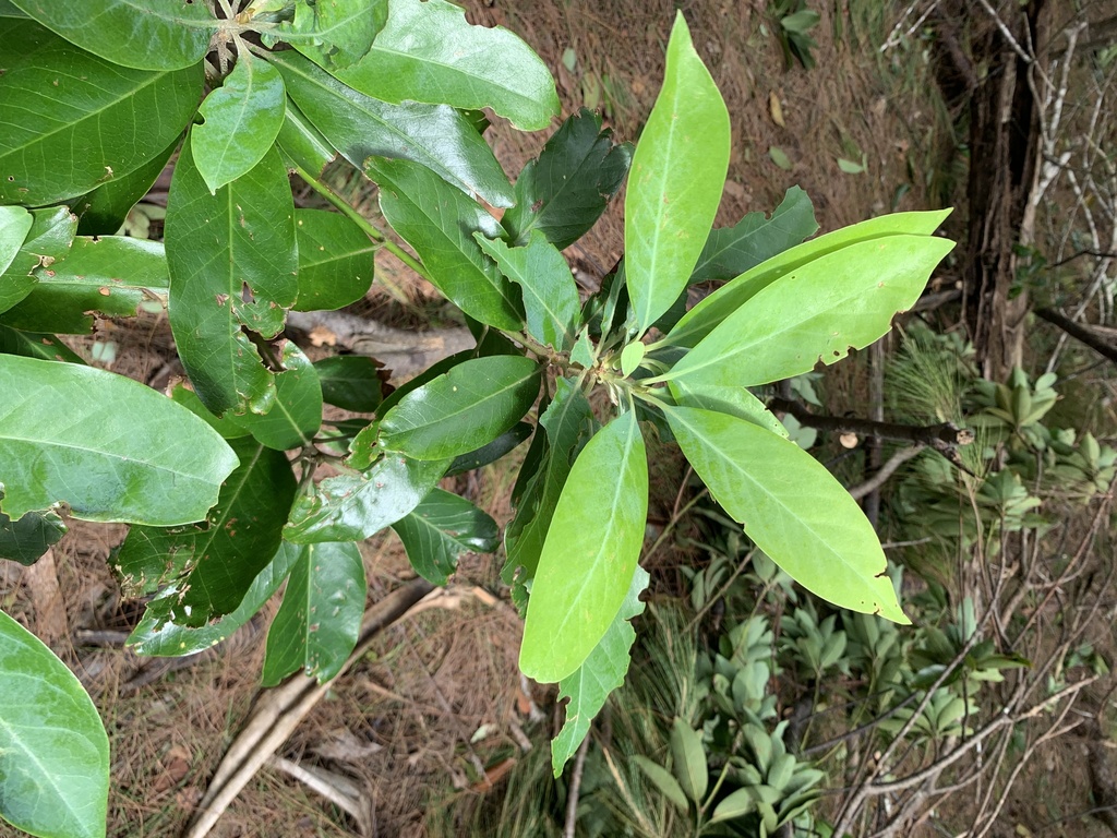 Schima mertensiana
