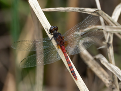 Diplacodes melanopsis