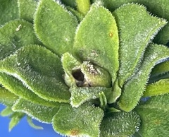 Asphondylia solidaginis