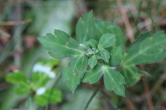 Geranium thunbergii
