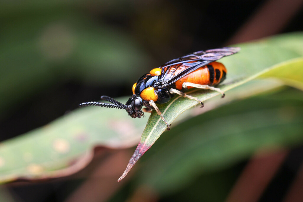 Cattle-poisoning sawfly