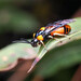Cattle-poisoning Sawfly - Photo (c) Ged Tranter, some rights reserved (CC BY-NC), uploaded by Ged Tranter