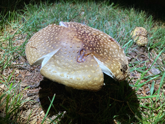 Amanita amerirubescens