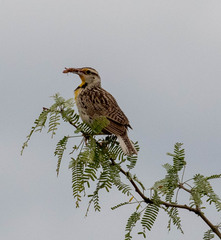 Sturnella magna lilianae