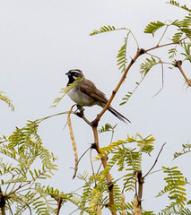 Amphispiza bilineata