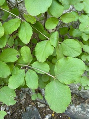 Viburnum carlesii