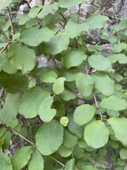 Viburnum carlesii