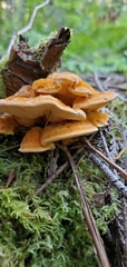 Pycnoporellus