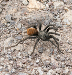 Aphonopelma peloncillo
