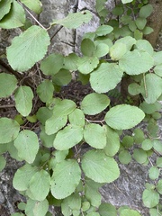 Viburnum carlesii