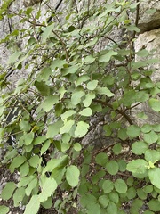 Viburnum carlesii