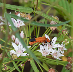 Chauliognathus profundus