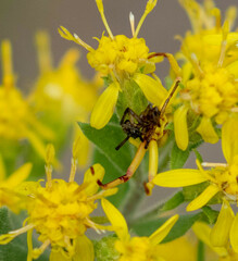 Thomisidae