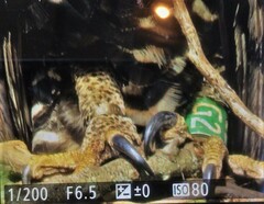 Stephanoaetus coronatus