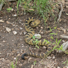 Crotalus molossus molossus