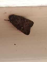 Lacinipolia renigera