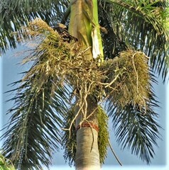Stephanoaetus coronatus