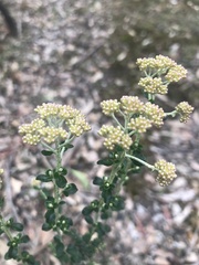 Ozothamnus obcordatus