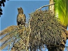 Stephanoaetus coronatus