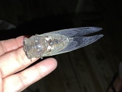 Megatibicen resonans