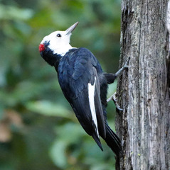 Dryobates albolarvatus