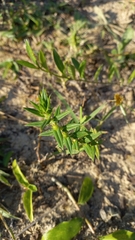 Hexasepalum apiculatum