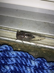 Megatibicen resonans