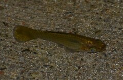 Poecilia latipinna