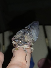 Megatibicen resonans